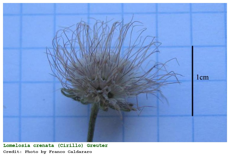Lomelosia crenata (Cirillo) Greuter & Burdet subsp. crenata